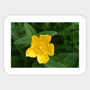 Real Beautiful Flowers outside Sticker